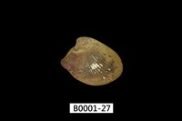 藏品(銀錦蛤)的圖片